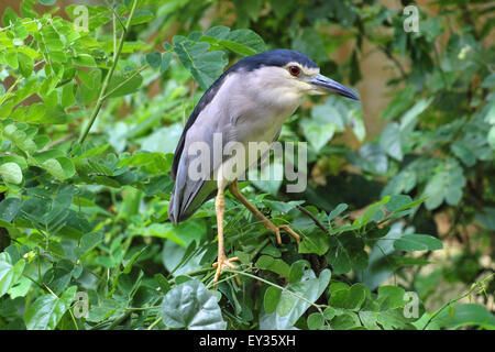 Indische Nachtreiher Stockfoto