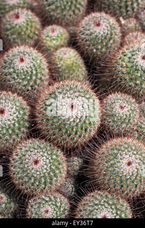 Mammillaria Bombycina. Seidene Nadelkissen Kaktus wächst in einer geschützten Umgebung. Stockfoto