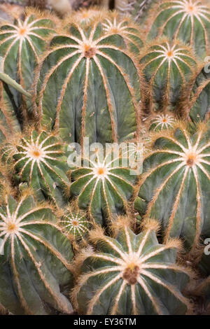 Parodia Magnifica. Ball-Kaktus wächst in einer geschützten Umgebung. Stockfoto