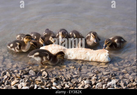 Gruppe von Mallard Enten (Anas Platyrhynchos) ernähren sich von Brot, Idrosee, Italien Stockfoto