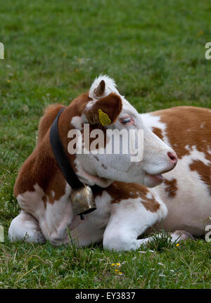 Alpine Kuh mit Glocke, in der Nähe von Misurina, Italien Stockfoto