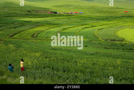 Shijiazhuang. 19. Juli 2015. Foto aufgenommen am 19. Juli 2015 zeigt die Landschaft Bashang Grasland in Zhangjiakou, Nordchinas Provinz Hebei. Viele Touristen kamen in Bashang Grasland, im Sommer das kühle Wetter und die Landschaft genießen. © Yang Shiyao/Xinhua/Alamy Live-Nachrichten Stockfoto