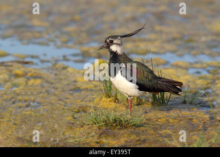 Nördlichen Kiebitz (Vanellus Vanellus) stehen im flachen Wasser, Neusiedlersee, Burgenland, Österreich Stockfoto