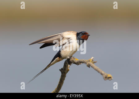 Rauchschwalbe (Hirundo Rustica) thront auf einem Ast mit den Flügeln schlägt, Neusiedlersee, Burgenland, Österreich Stockfoto