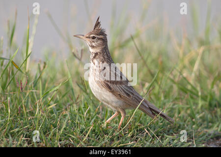 Crested Lark (Galerida Cristata) sitzen in der Wiese, Neusiedlersee, Burgenland, Österreich Stockfoto