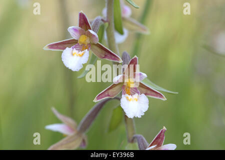 Marsh Helleborine (Epipactis Palustris), Blumen, Nationalpark Eifel, Nordrhein-Westfalen, Deutschland Stockfoto