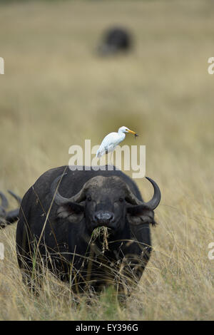 Kuhreiher (Bubulcus Ibis), sitzt auf einem Ebenen Büffel, Frosch in seinen Schnabel, Masai Mara National Reserve, Kenia Stockfoto