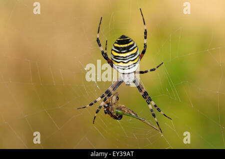 Wasp Spider (Argiope Bruennichi), weiblichen sitzen in Spinnennetz mit Beute, North Rhine-Westphalia, Deutschland Stockfoto