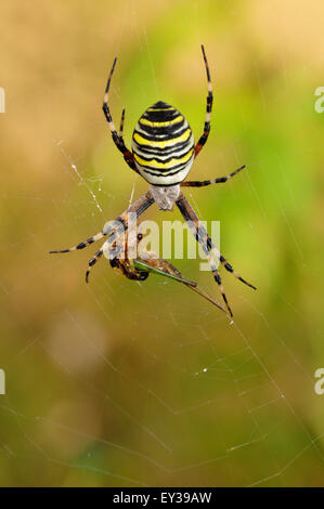 Wasp Spider (Argiope Bruennichi), weiblichen sitzen in Spinnennetz mit Beute, North Rhine-Westphalia, Deutschland Stockfoto