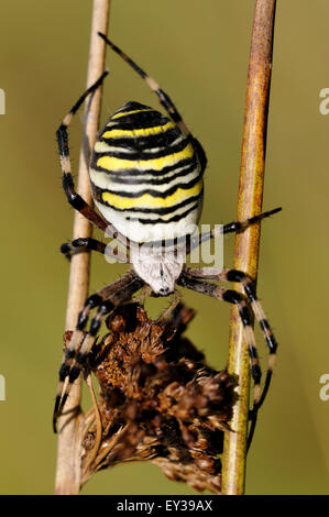 Wasp Spider (Argiope Bruennichi), weibliche sitzt auf zwei trocken kompakte Binsen (Juncus Conglomeratus), North Rhine-Westphalia Stockfoto