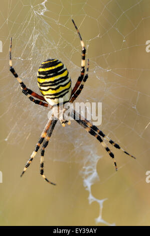 Wasp Spider (Argiope Bruennichi), weiblichen sitzen in ihrem Spinnennetz, North Rhine-Westphalia, Deutschland Stockfoto