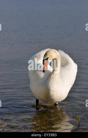 Mute Swan (Cygnus Olor) stehen im flachen Wasser, Bodensee, Baden-Württemberg, Deutschland Stockfoto