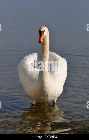 Mute Swan (Cygnus Olor) stehen im flachen Wasser, Bodensee, Baden-Württemberg, Deutschland Stockfoto