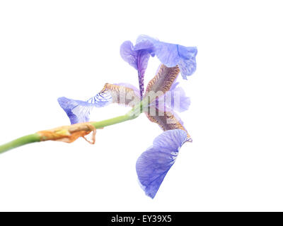Iris auf weißem Hintergrund Stockfoto