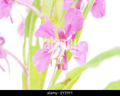 Blumen von Willow-Kraut (Ivan-Tee) auf weißem Hintergrund Stockfoto