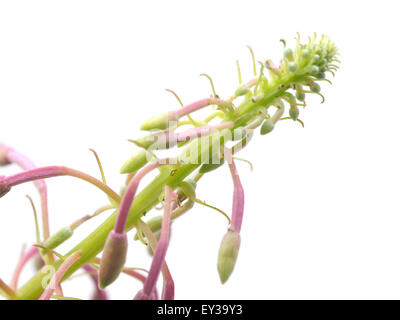 Blumen von Willow-Kraut (Ivan-Tee) auf weißem Hintergrund Stockfoto