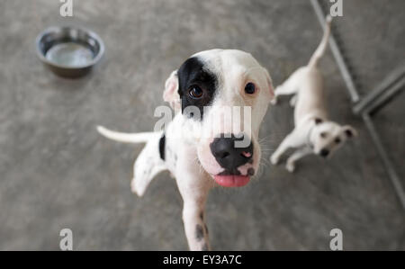 Hund buddy hungrigen Hund Nachschlagen im Vorgriff auf seine Mahlzeit mit seinem kleinen im Hintergrund eifrig warten zu. Stockfoto