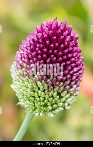 Dicht gepackten Knospen der zwei getönten Trommelstock Zwiebel, Allium sphaerocephalon Stockfoto