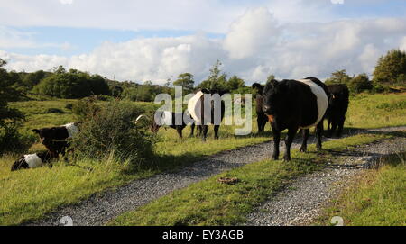 Aberdeen Angus Kühe und Kälber, Herde von schwarzen und weißen Kühe Kühe Seenplatte Stockfoto