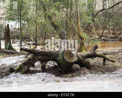 einen alten Baumstumpf im Wald Stockfoto