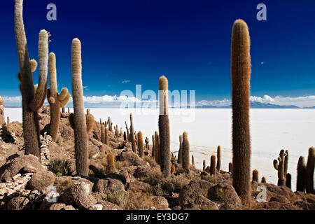 Gigantische Kakteen (Trichocereus nomenklatorisches) auf der Insel Incahuasi, befindet sich in der Mitte des Salar de Uyuni, Welten größte Salz flach, Bolivien Stockfoto