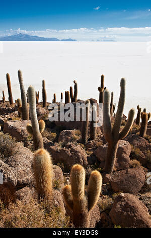 Gigantische Kakteen (Trichocereus nomenklatorisches) auf der Insel Incahuasi, befindet sich in der Mitte des Salar de Uyuni, Welten größte Salz flach, Bolivien Stockfoto