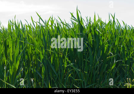 Winterweizen Ernte zwischen Stufe 37-39 vor Ährenschieben, Berkshire, Mai Stockfoto