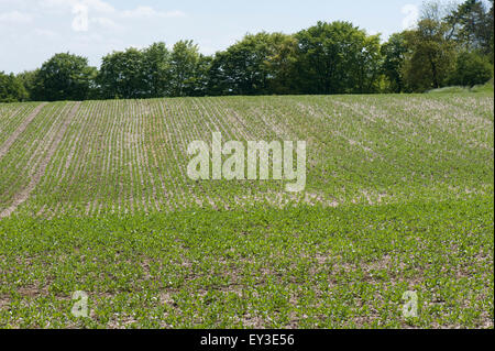 Junge Ernte von Ackerbohnen in minimaler Anbau auf Downland Boden, Berkshire, Mai gesät Stockfoto