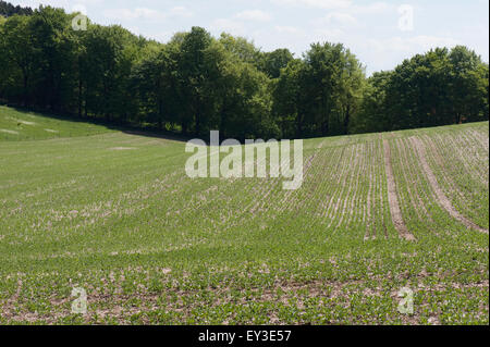 Junge Ernte von Ackerbohnen in minimaler Anbau auf Downland Boden, Berkshire, Mai gesät Stockfoto