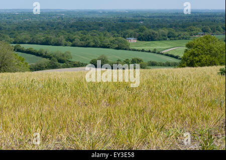 Ein brachliegendes Feld mit freiwilligen Weizen und jährliche und mehrjährige Unkräuter behandelt mit Glyphosat vor Anbau, Berkshire Stockfoto