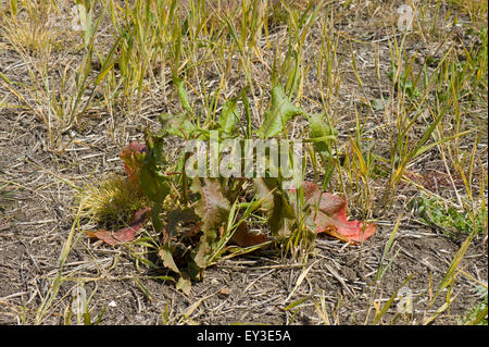 Ein brachliegendes Feld mit freiwilligen Weizen und Dock, Rumex, behandelt mit Glyphosat vor Anbau, kann Berkshire Stockfoto