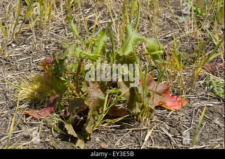 Ein brachliegendes Feld mit freiwilligen Weizen und Dock, Rumex, behandelt mit Glyphosat vor Anbau, kann Berkshire Stockfoto