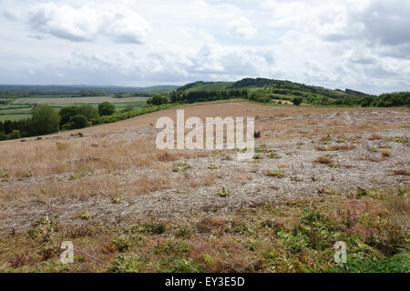 Ein brachliegendes Feld mit freiwilligen Weizen und jährliche und mehrjährige Unkräuter behandelt mit Glyphosat vor Anbau, Berkshire Stockfoto