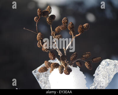 Bouquet von Erle Zweige im Schnee Stockfoto