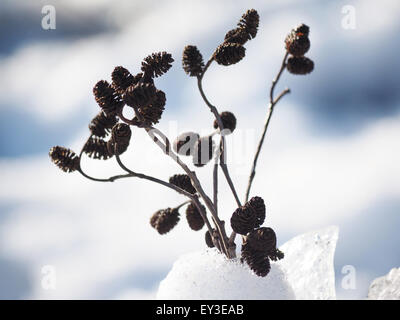 Bouquet von Erle Zweige im Schnee Stockfoto