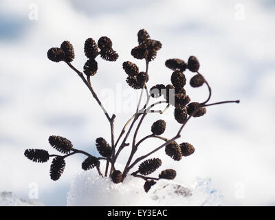 Bouquet von Erle Zweige im Schnee Stockfoto