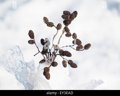 Bouquet von Erle Zweige im Schnee Stockfoto