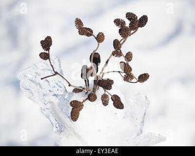 Bouquet von Erle Zweige im Schnee Stockfoto