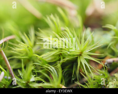 Moose und Flechten auf Baum Stockfoto