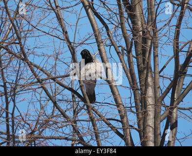 Krähe Vogel auf einem Baum Stockfoto