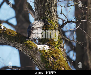 Krähe Vogel auf einem Baum Stockfoto