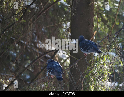 Tauben auf Tannen Ast im Wald Stockfoto