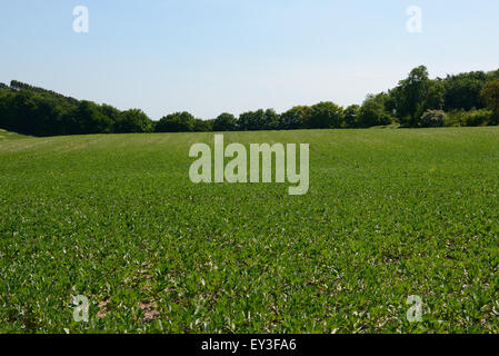 Junge Ernte von Ackerbohnen in minimaler Anbau auf Downland Boden, Berkshire, Juni gesät Stockfoto