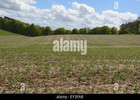 Junge Ernte von Ackerbohnen in minimaler Anbau auf Downland Boden, Berkshire, Mai gesät Stockfoto