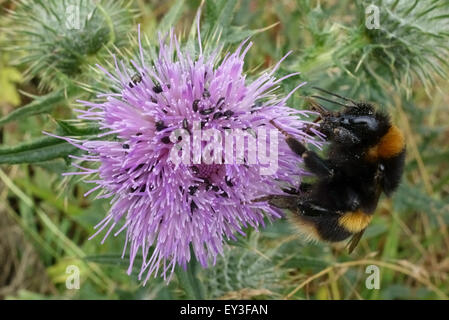 Eine Hummel, Bombus Terrestris, sammeln von Nektar aus einem Speer Distel Blume Befall mit Pollen Käfer, Berkshire, Juli Stockfoto