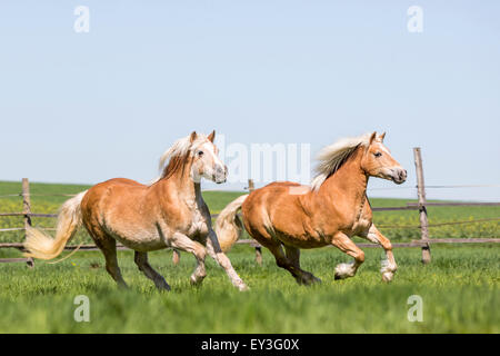 Haflinger Pferd. Zwei alte Stuten im Galopp auf der Weide. Deutschland Stockfoto