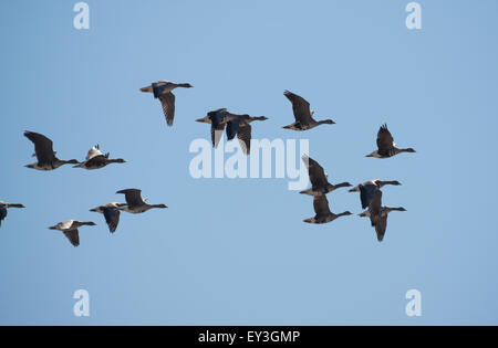 Schar Stockfoto