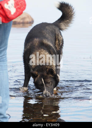 Hund läuft auf dem Wasser Stockfoto