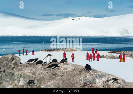 Gruppe von Personen, die eine kleine Kolonie von Gentoo Penguins sitzt auf einem Felsen in der Antarktis zu betrachten. Stockfoto