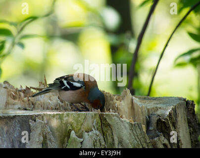 Finch im Wald Stockfoto